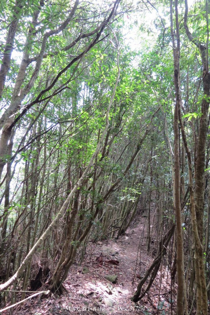 《台中》谷關七雄｜初登屋我尾山20170319_2890431