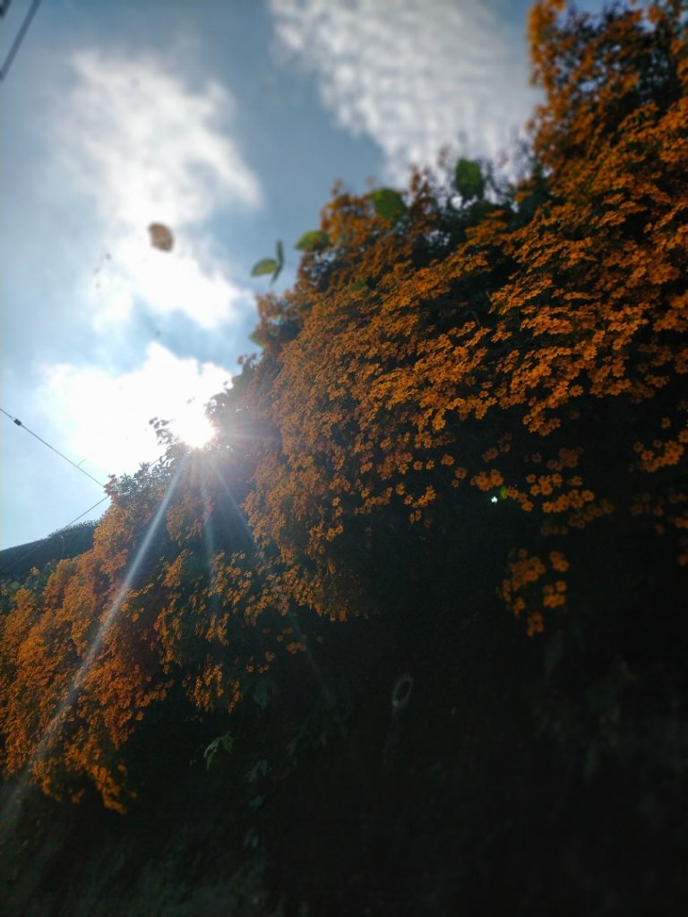 雲嘉連峰_2365756