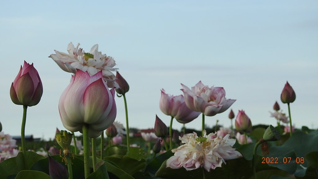 雲山水花鳥蝶 - 天龍國阿伯的日常 7/8&11_1757119