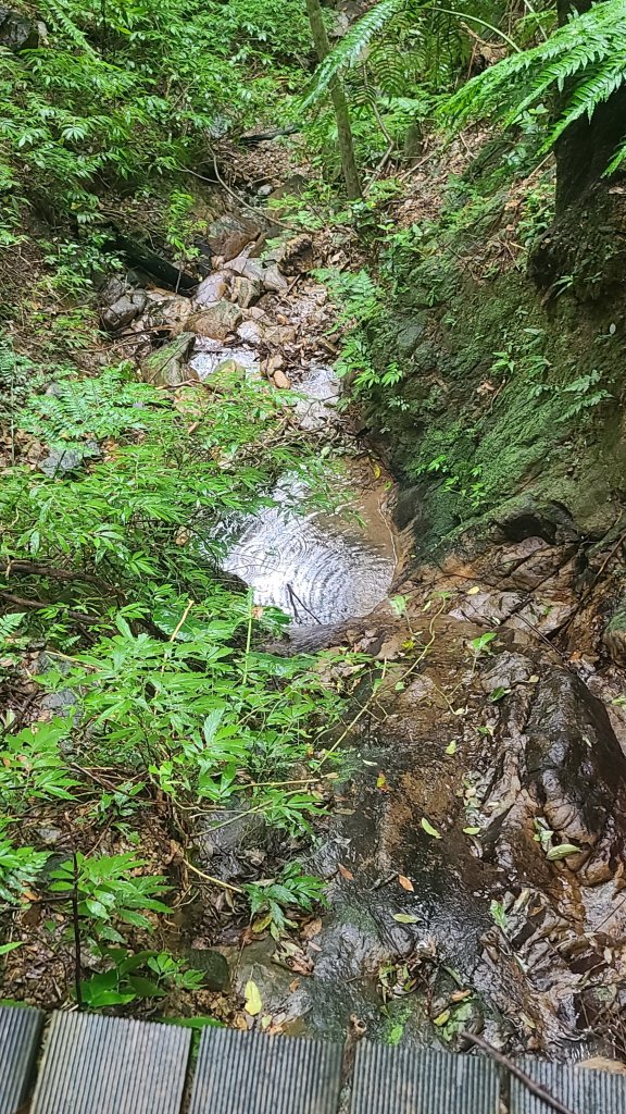 2025-01232淡蘭古道北二段(燦光寮古道到澳底)_2696576