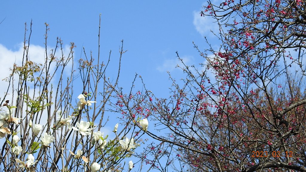 山羊阿公陽明山賞花趣_2027547