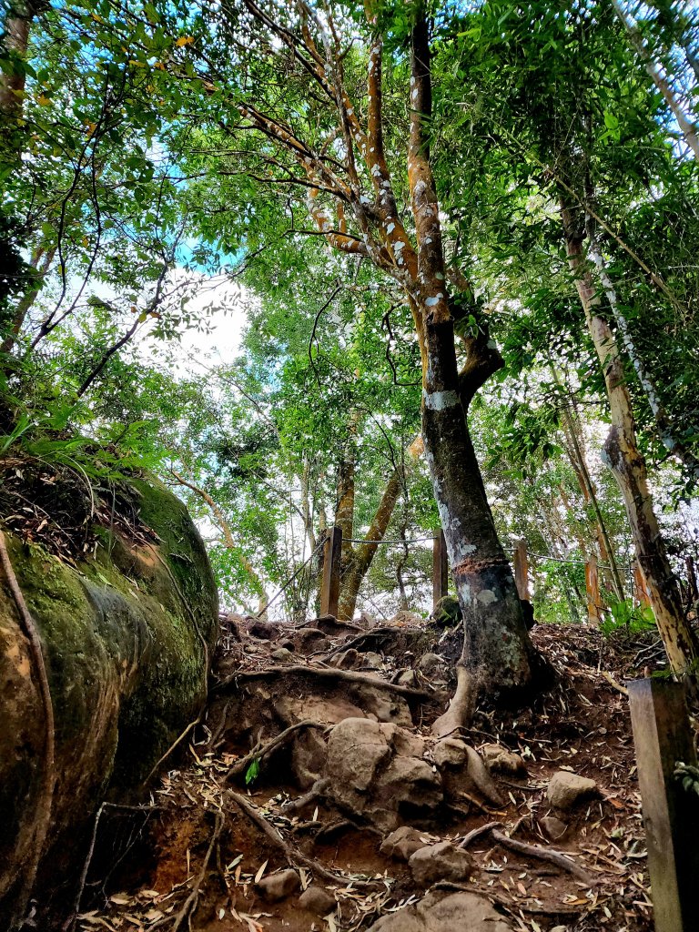 小百岳集起來-馬那邦山_2181238
