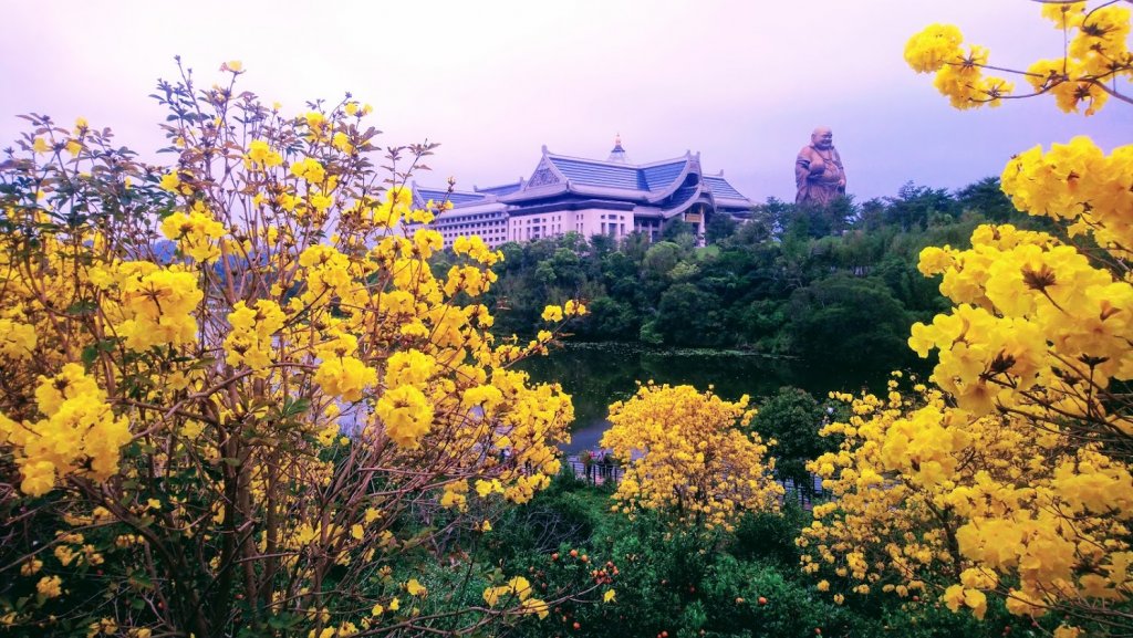 大佛前的黃色風鈴花_882533