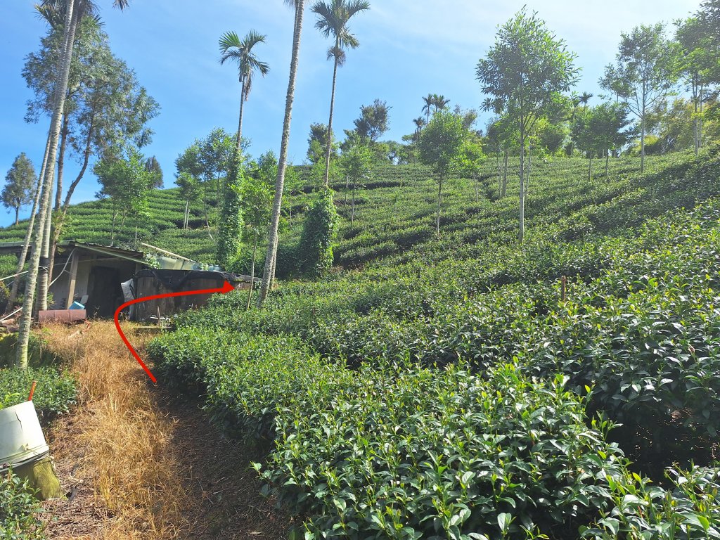 三鼠眉毛縱走@瑞峰20240825_2580415