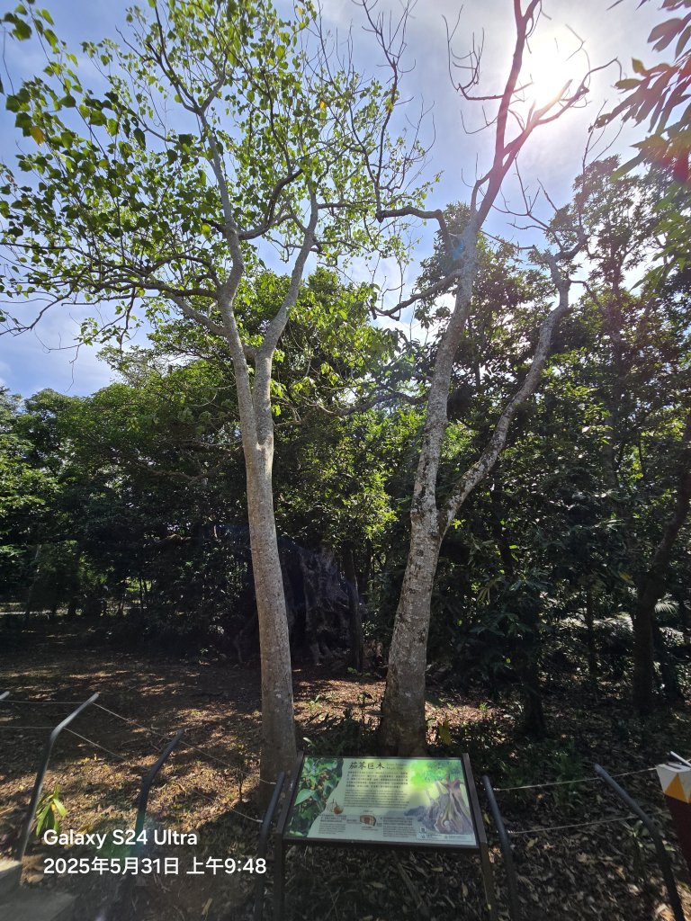 2025-05-31墾丁國家森林遊樂區步道群_2801772