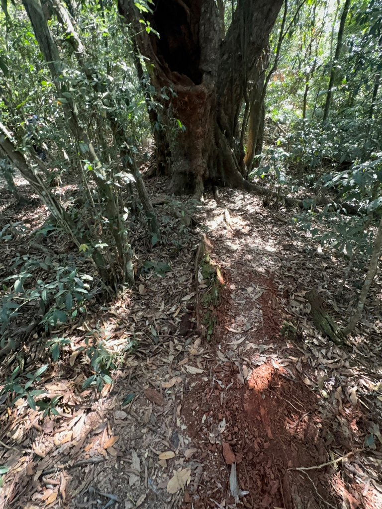 真的很硬的尾寮山_2039199