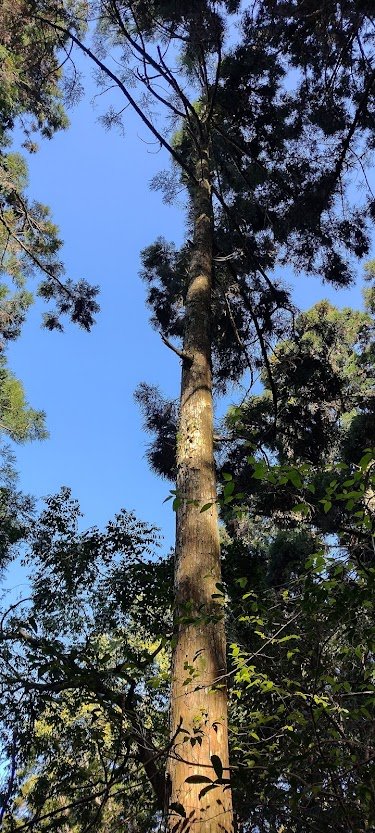 2022 2/28 東眼山_1622046