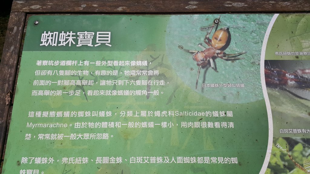 頂子寮山_1779834