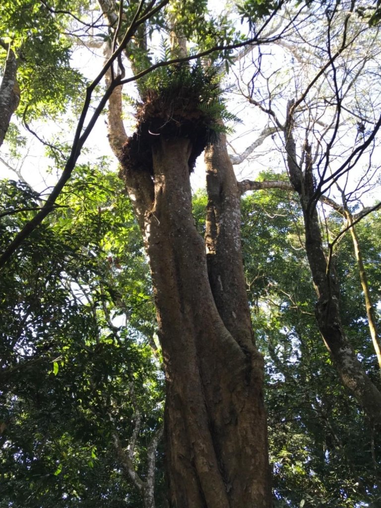 細道邦山 馬那邦山_464968