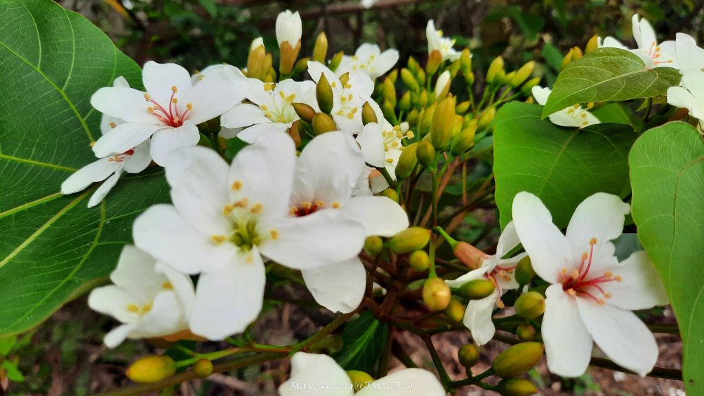 《苗栗》茶園古道｜三義登三義山慈濟山（三通嶺啟登）20240405_2472151