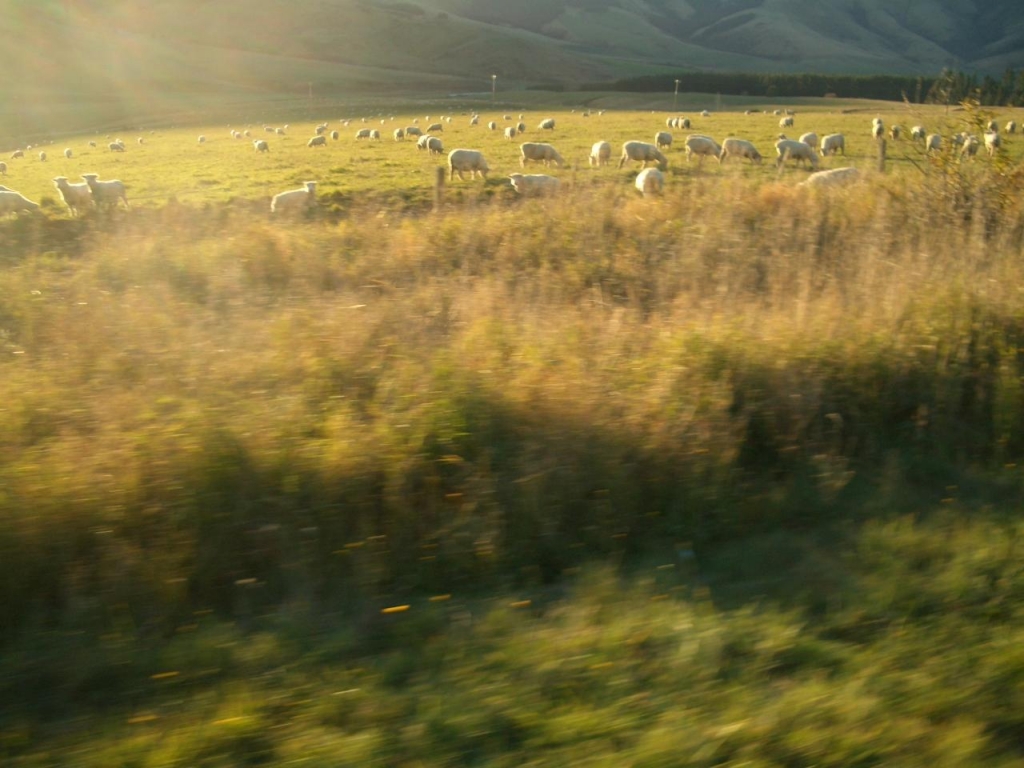 紐西蘭-北南島露營車4千公里自助健行之旅_53036