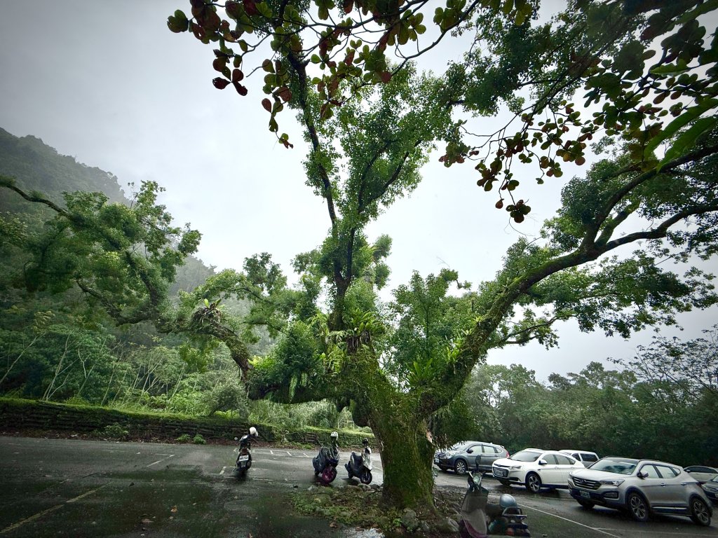 佐倉步道封面圖