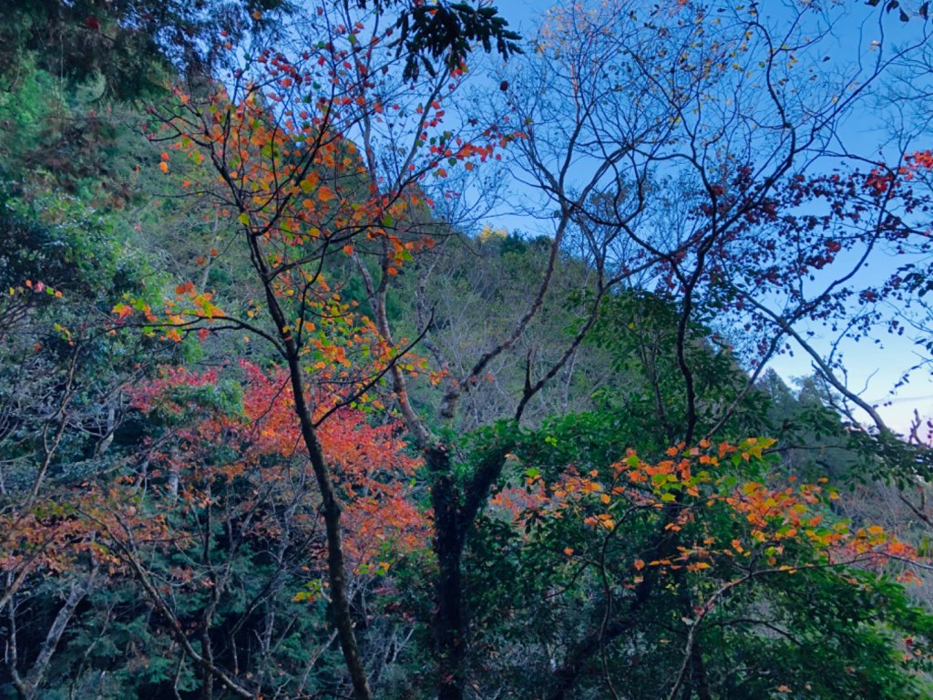 1081124檜山巨木群步道封面圖