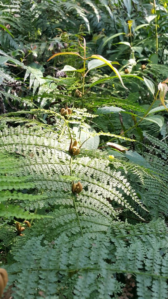 2018.03.14 松蘿湖我來了~_291032