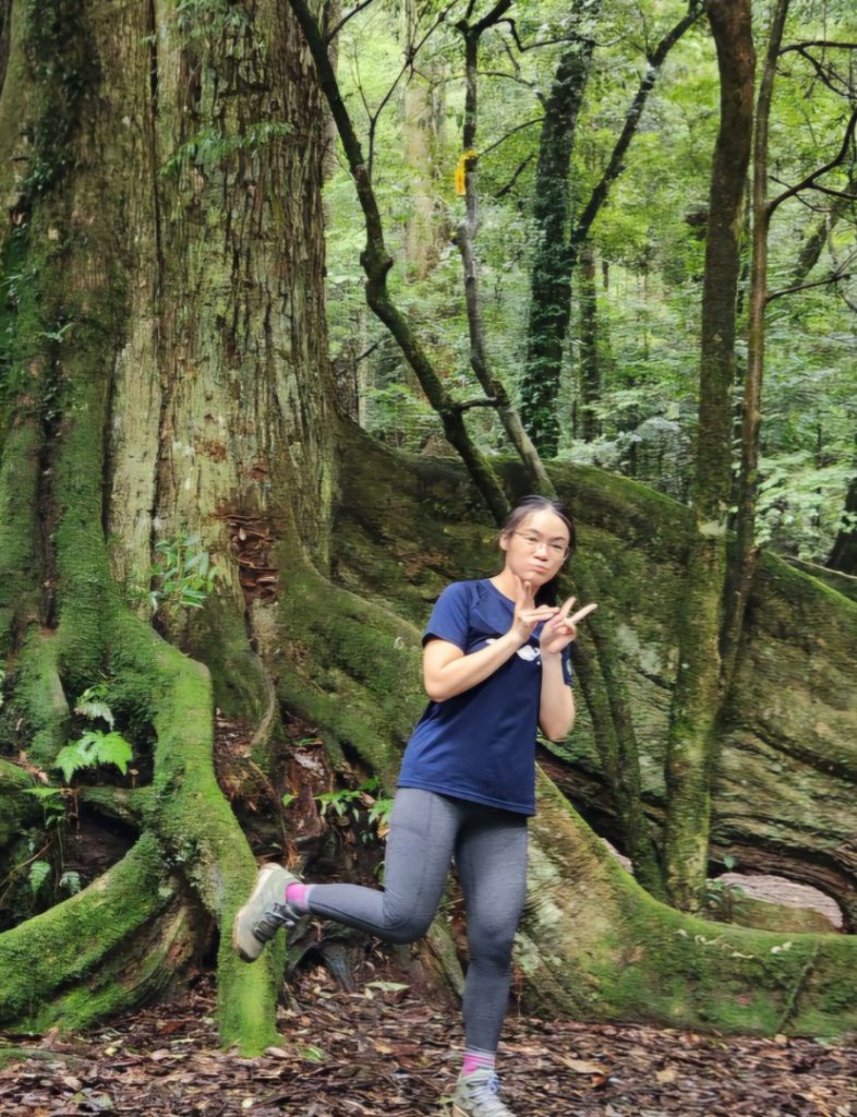 【中級山縱走】觀雪縱走（雪見大板根，仰天神木，北坑山，司馬限林道）_2741223