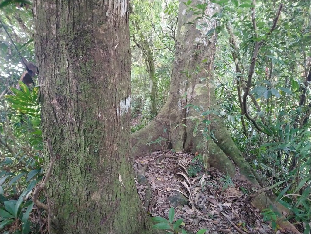 暗影山 小百岳 三等三角點4181_690864