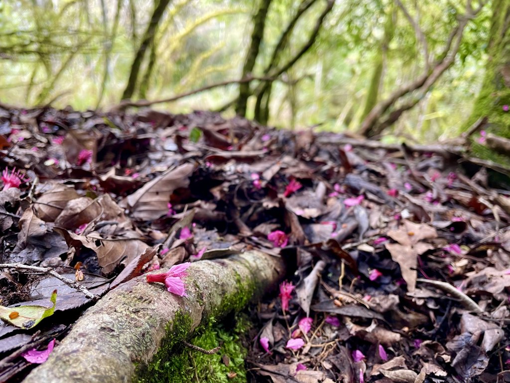鍛鍊海鼠O型縱走 (上)_1314438