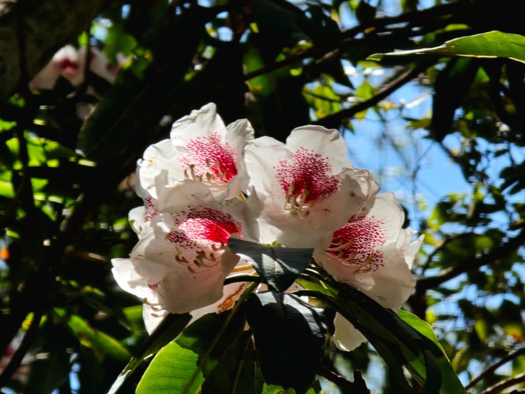 卓社大山〔武界栗栖溪登山口起登〕封面圖