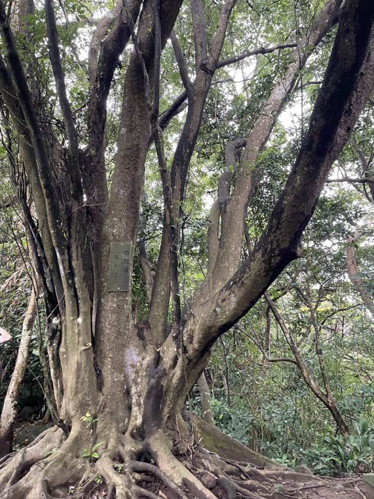 觀音山秘境_2634049