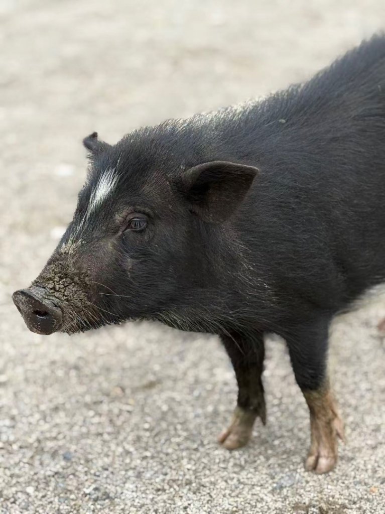 西藏♥️可愛動物🐎人物寫真/拉薩旅拍/美食_2902885