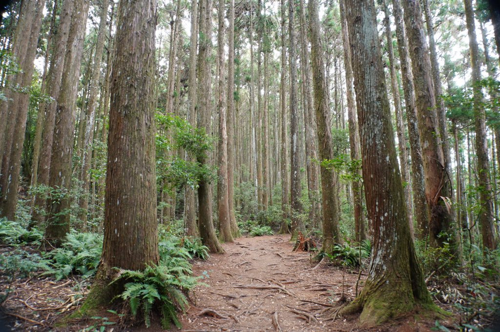 新竹 五峰 野馬瞰山_2924662