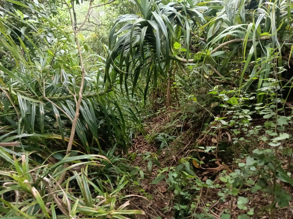 瑞芳區八分寮頂砲台+八分寮頂山+八分寮古道O型_2772427