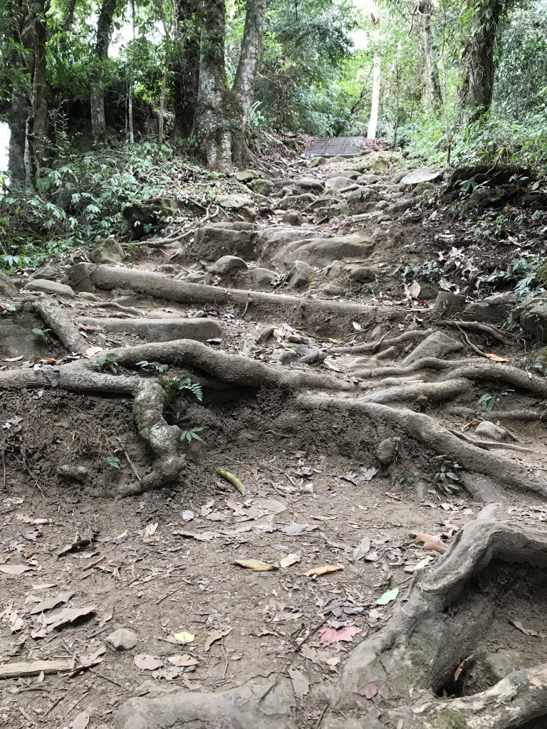 110年1月22日苗栗 馬那邦山_1425189