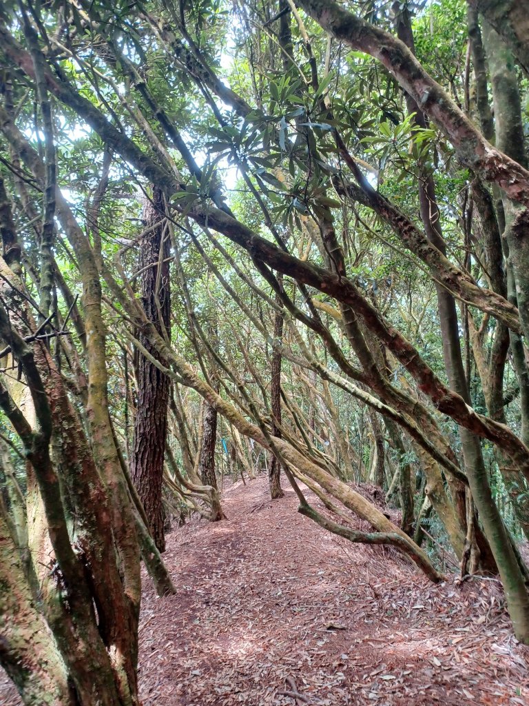 【台中和平】筆直的杉林.林相優美。 橫嶺山x沙連山P型_2869038