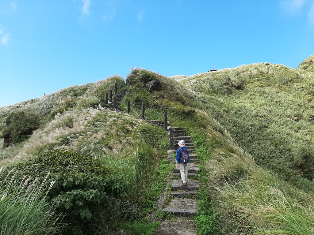 初秋走讀森林的風情與美感封面圖