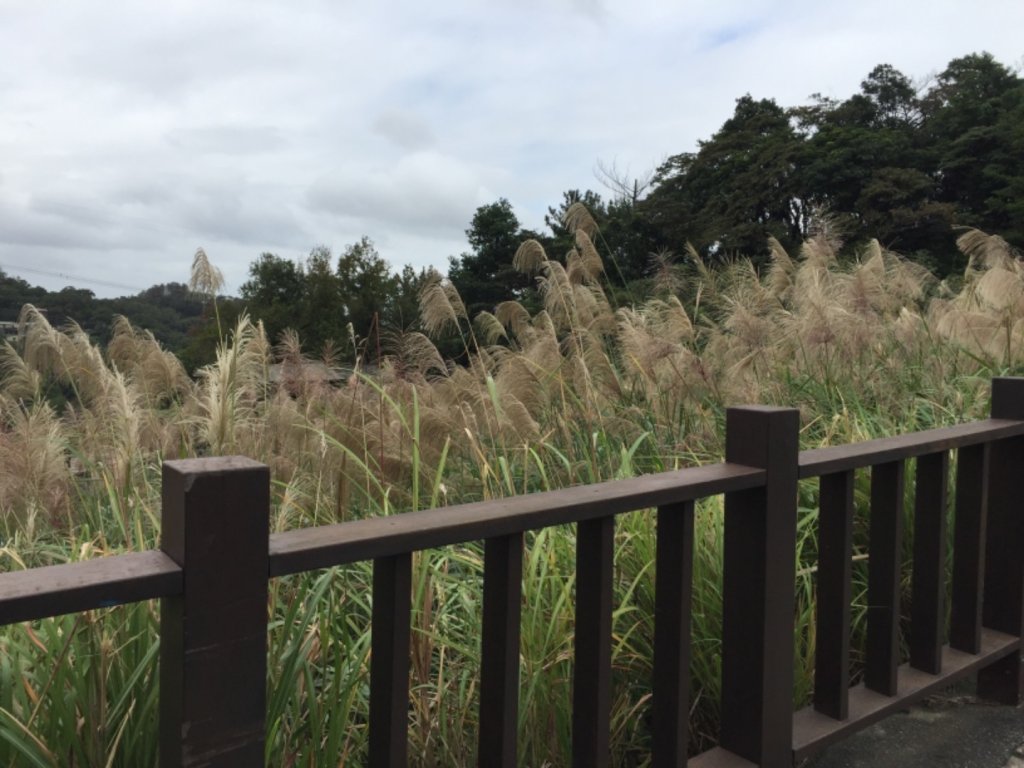 北縱七段抓了10隻博蒂_742203