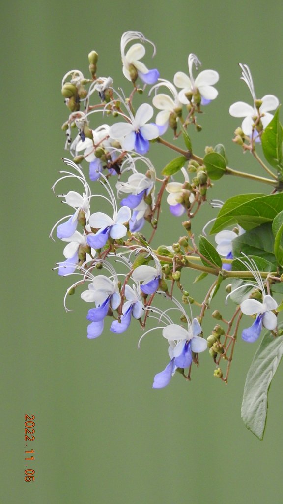 2022愛戀關渡花現幸福_1899494