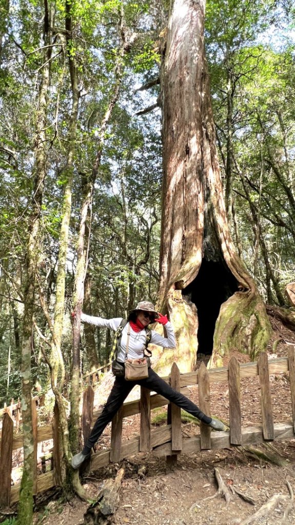 鎮西堡巨木群步道o型全程一日遊_2440421