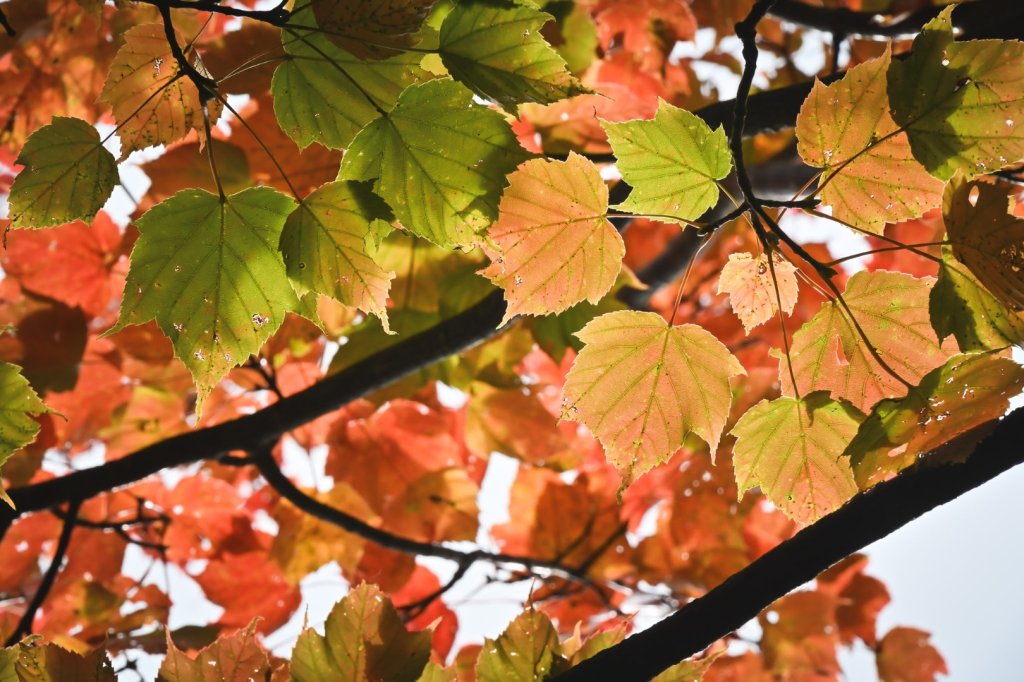 鳶嘴稍來步道賞楓季 ，大雪山門票優惠到12/31！_2969532