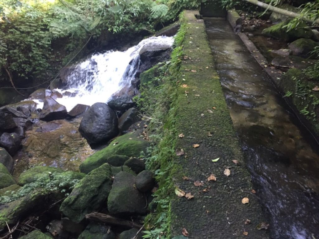 魚路古道北段賞芒_203491