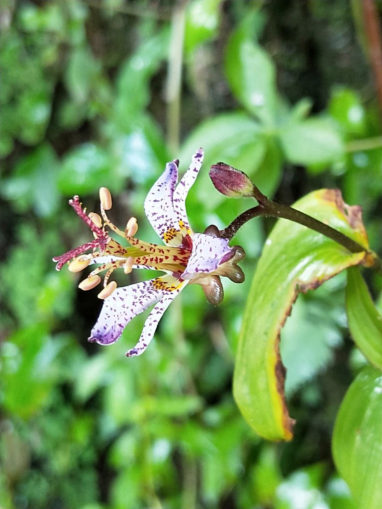 陽明山路邊小花 : 油點草 & 俄氏草_1103169