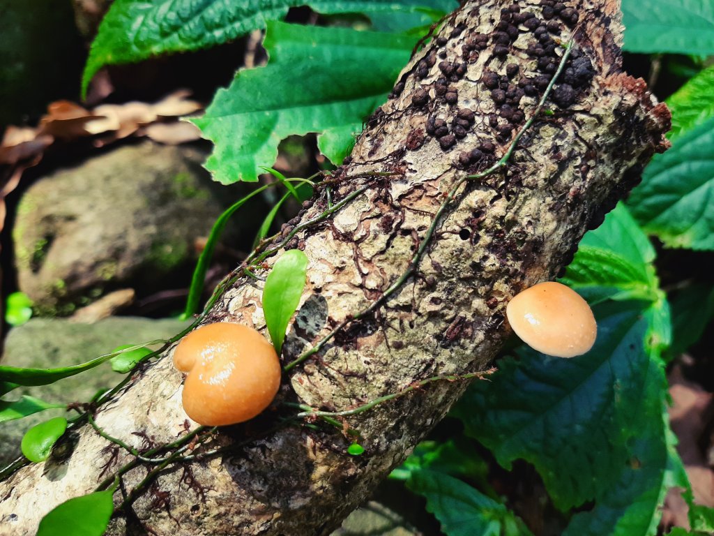 陽明山神秘綠境 • 鹿角坑保護區_2038609