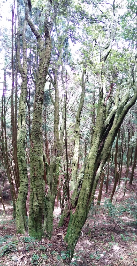 檜山巨木群步道_53592