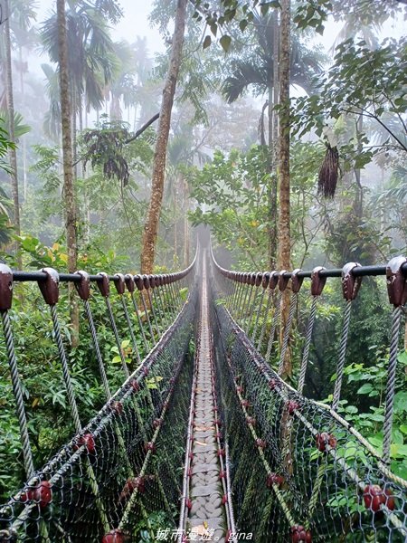 【雲林古坑】適合親子散散步。 華山小天梯情人橋_1681764