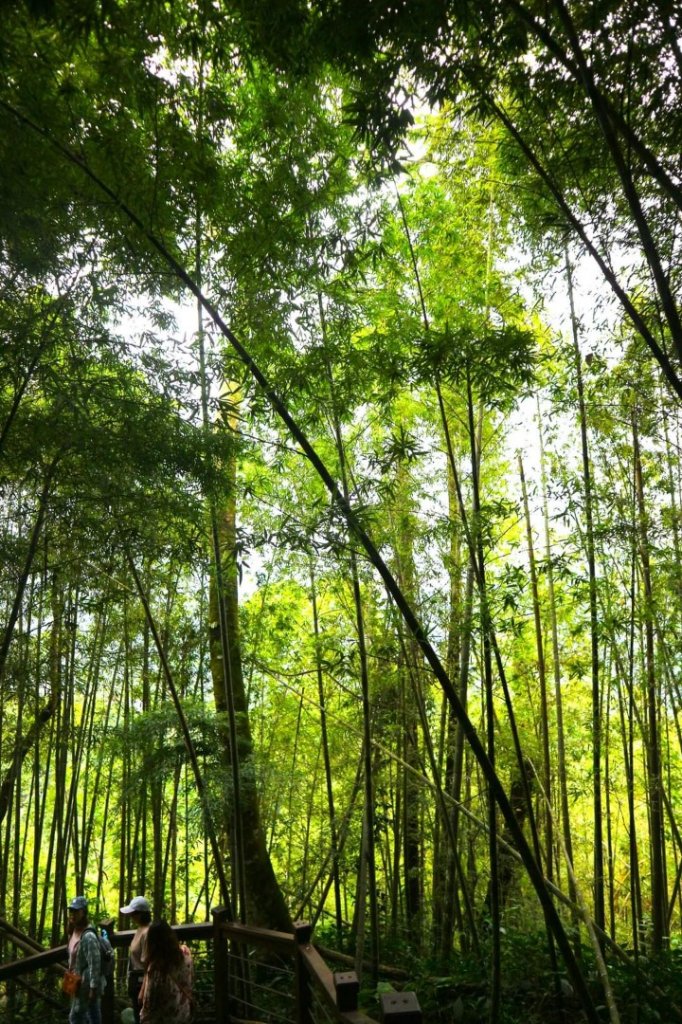 〔嘉義〕太興岩步道 ，太興 龍王金殿_2272354