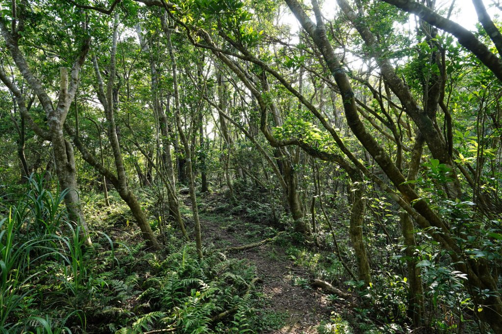 新北 新店 石碇後山、赤腳蘭山、暗寶劍山、鳥嘴尖_2793483