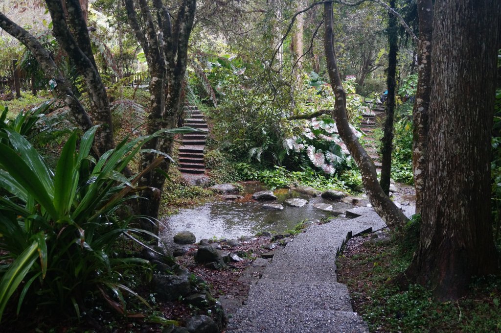 溪頭自然教育園區_2016889