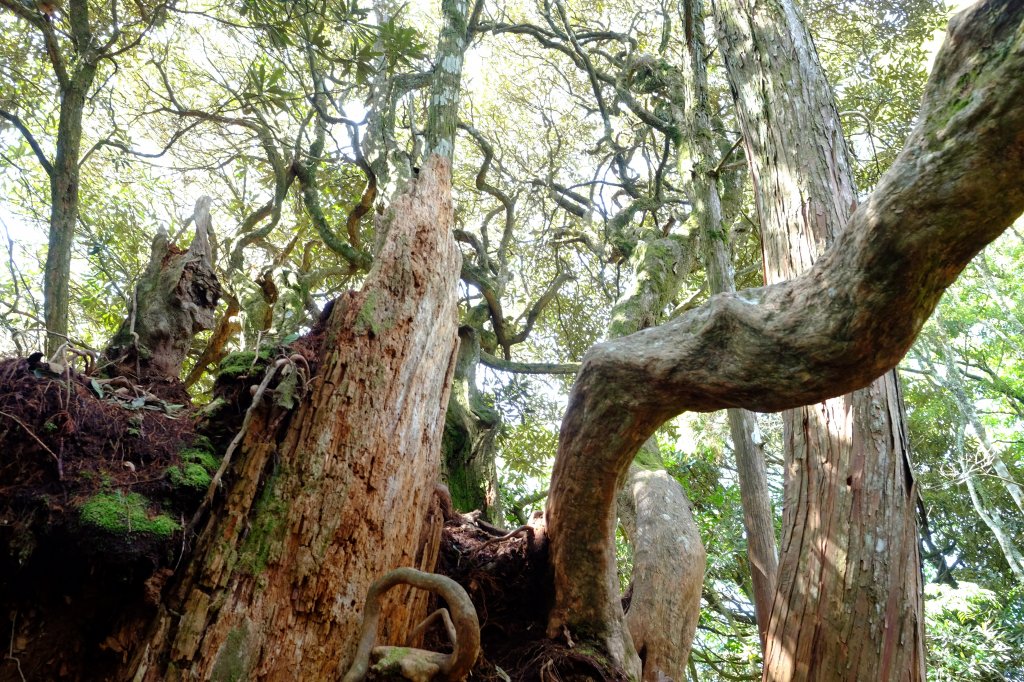 新竹尖石鄉 高島縦走_1280714