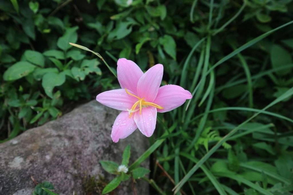 〔陽明山 〕面天山 向天山 向天池 二子坪步道。火山口湖 獨特生物蚌蟲 向天蝦（豐年蝦）_2235529