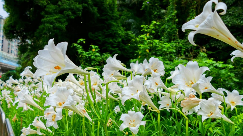 白石湖沒有百合花。晶片關稅_2781539