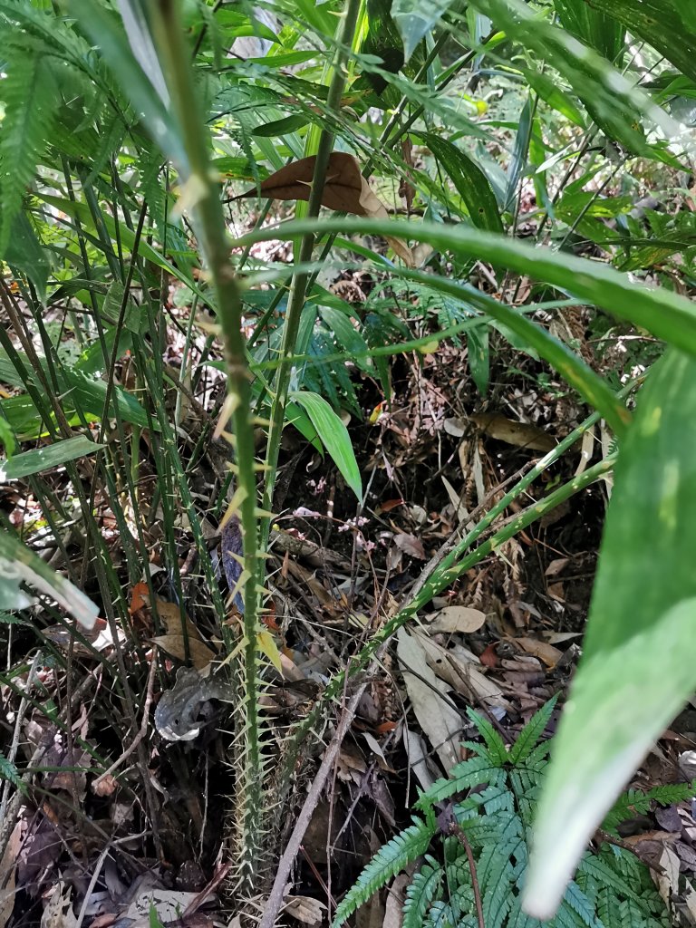 鳥嘴山的10種可愛植物_969838