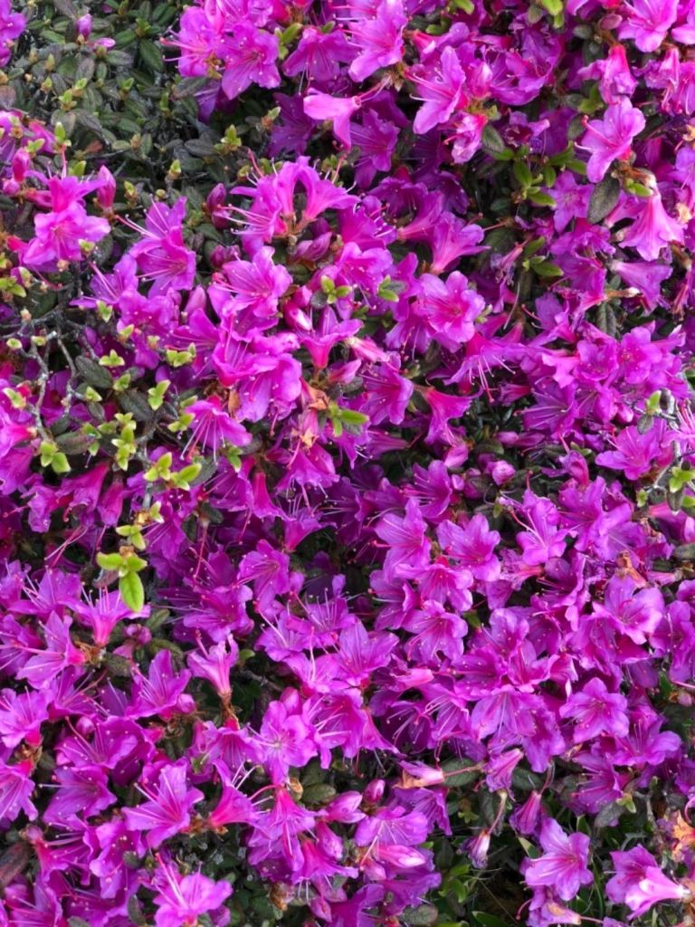 南峰北峰合歡行_351929