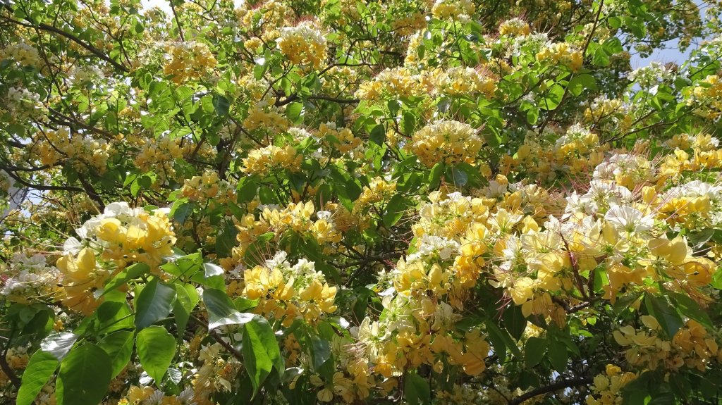 溫羅汀魚木,小觀音山,寶藏巖,尋寶步道,台大,芳蘭居_2115476