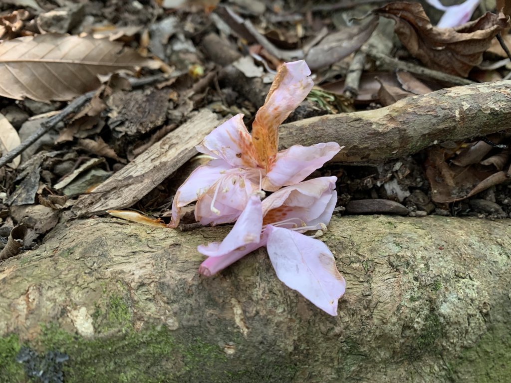 20240420高雄馬馬宇頓山-馬馬宇頓山西峰_2487416