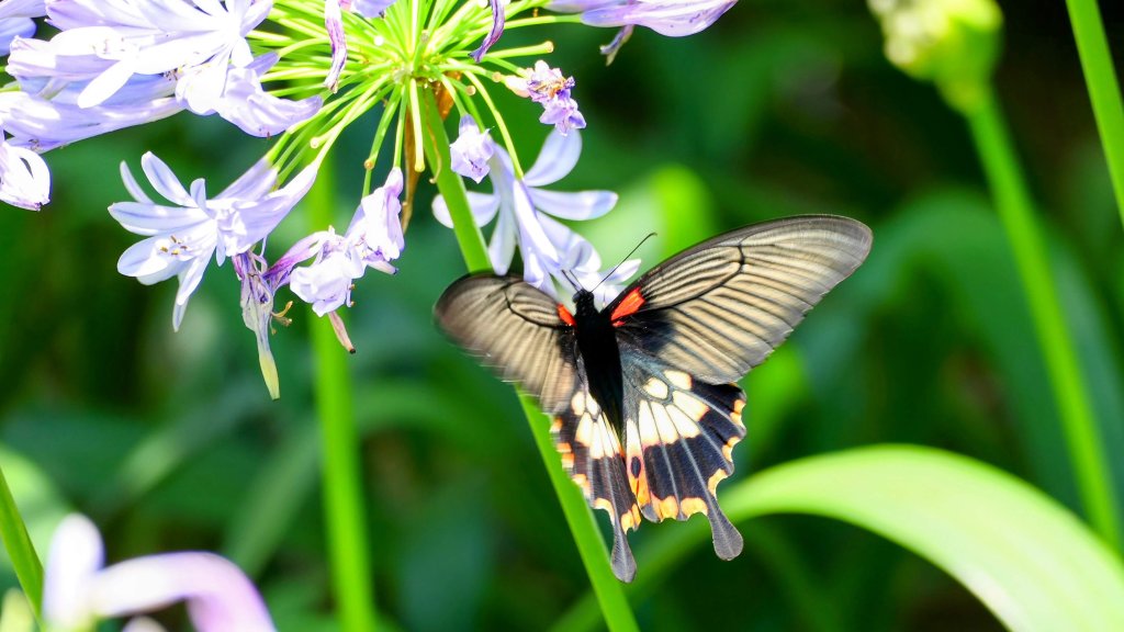 內雙溪自然中心封面圖