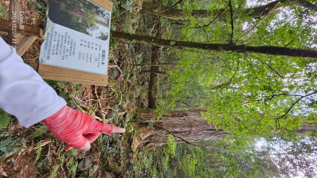 司馬庫斯巨木步道Yaya,櫻花園賞櫻_2440702